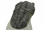 Huge Phacopid (Drotops) Trilobite - Issoumour, Morocco #363269-5